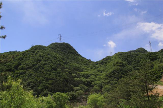 盛夏掠影，九公山长城纪念林，演绎别样的生命故事