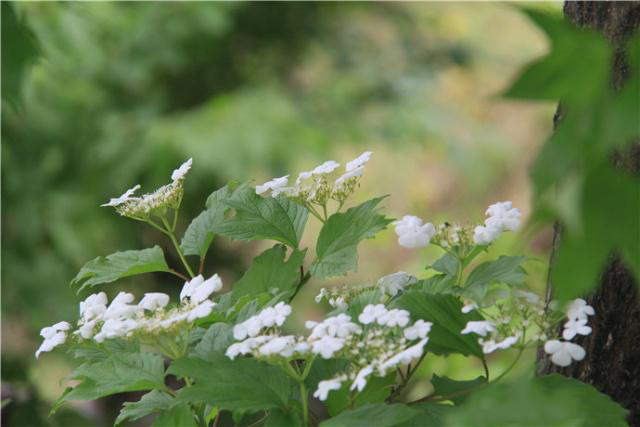 盛夏掠影，九公山长城纪念林，演绎别样的生命故事